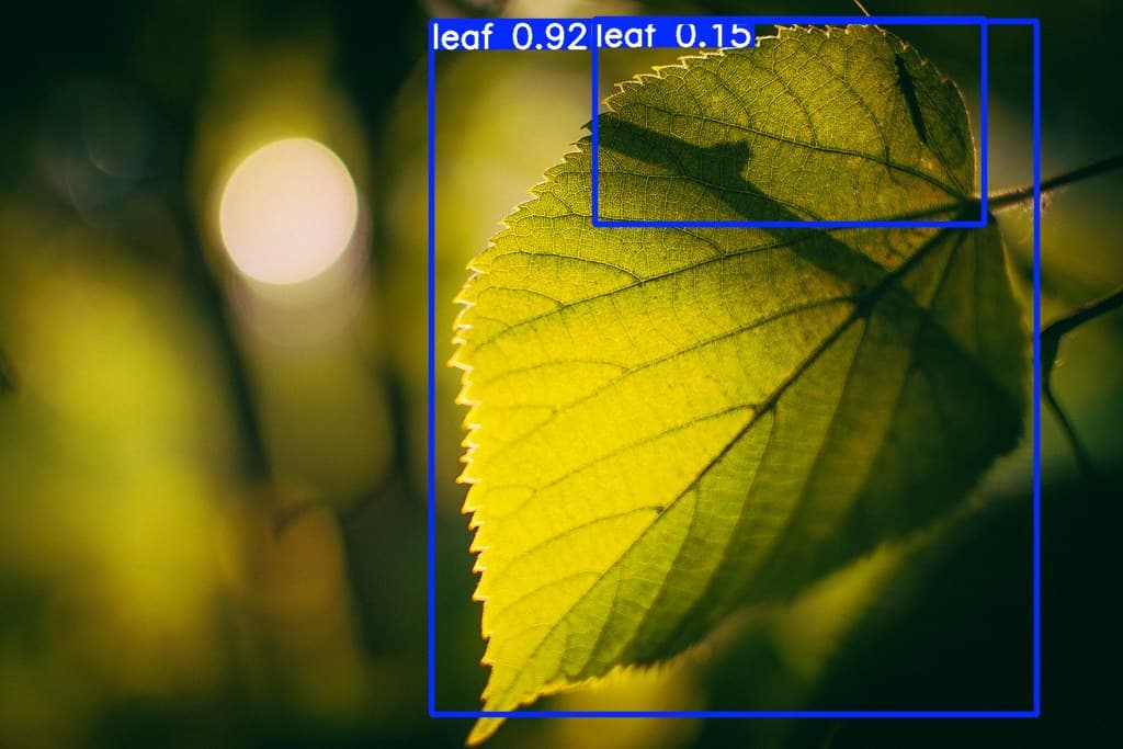 yolov8n-leaft-detector