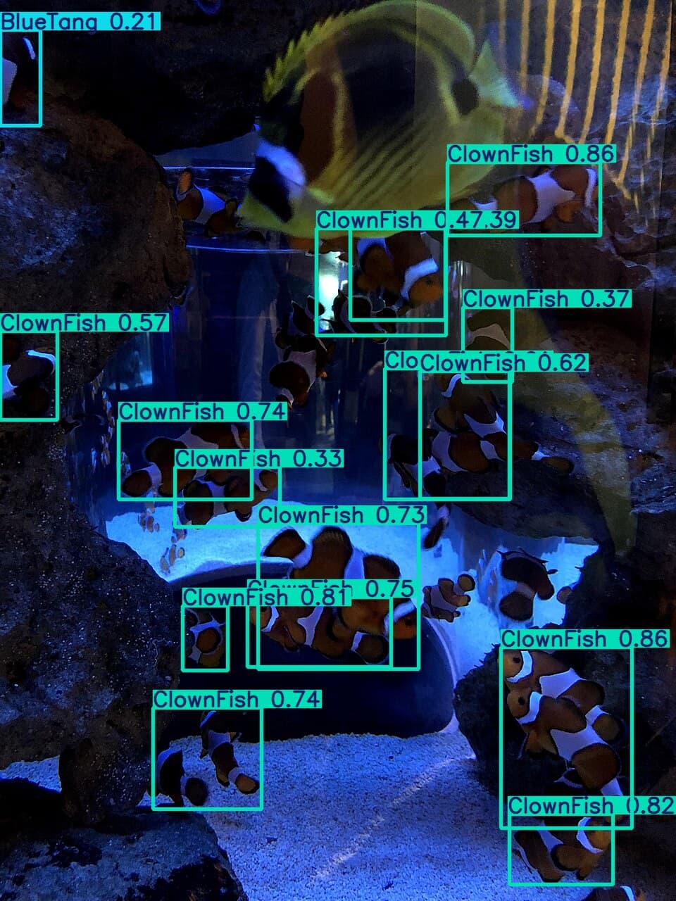 Fish Detection (YOLOv11s)