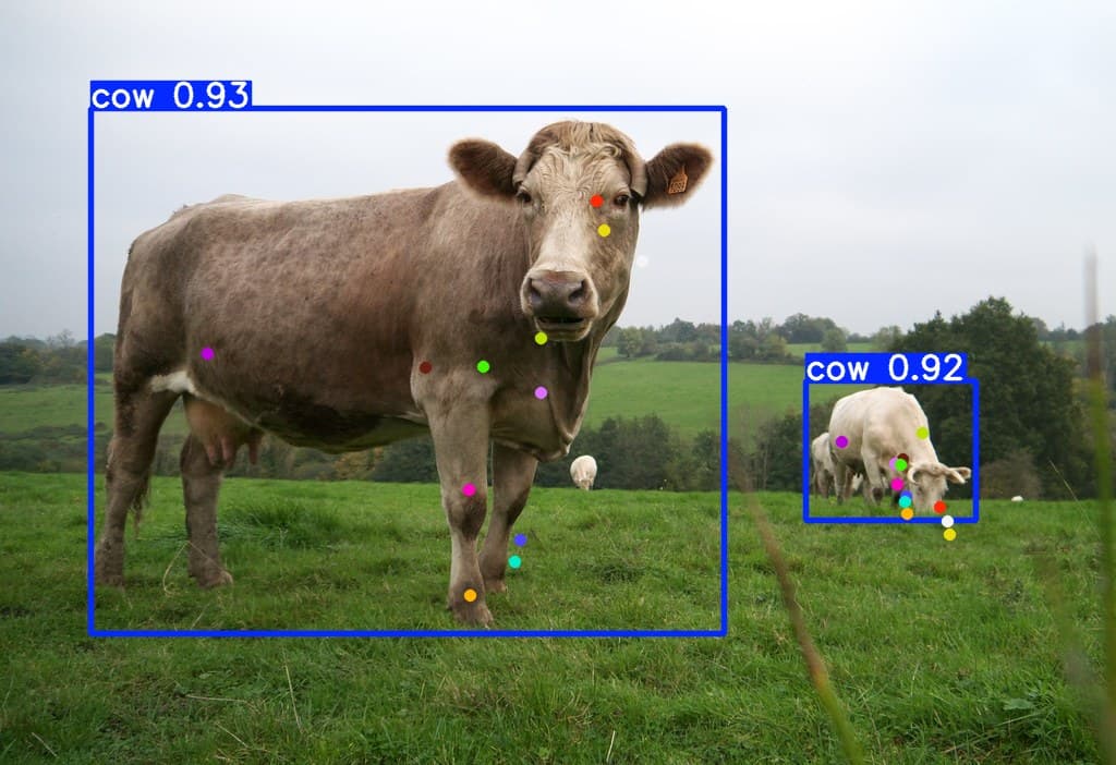yolov8-cow_pose-model