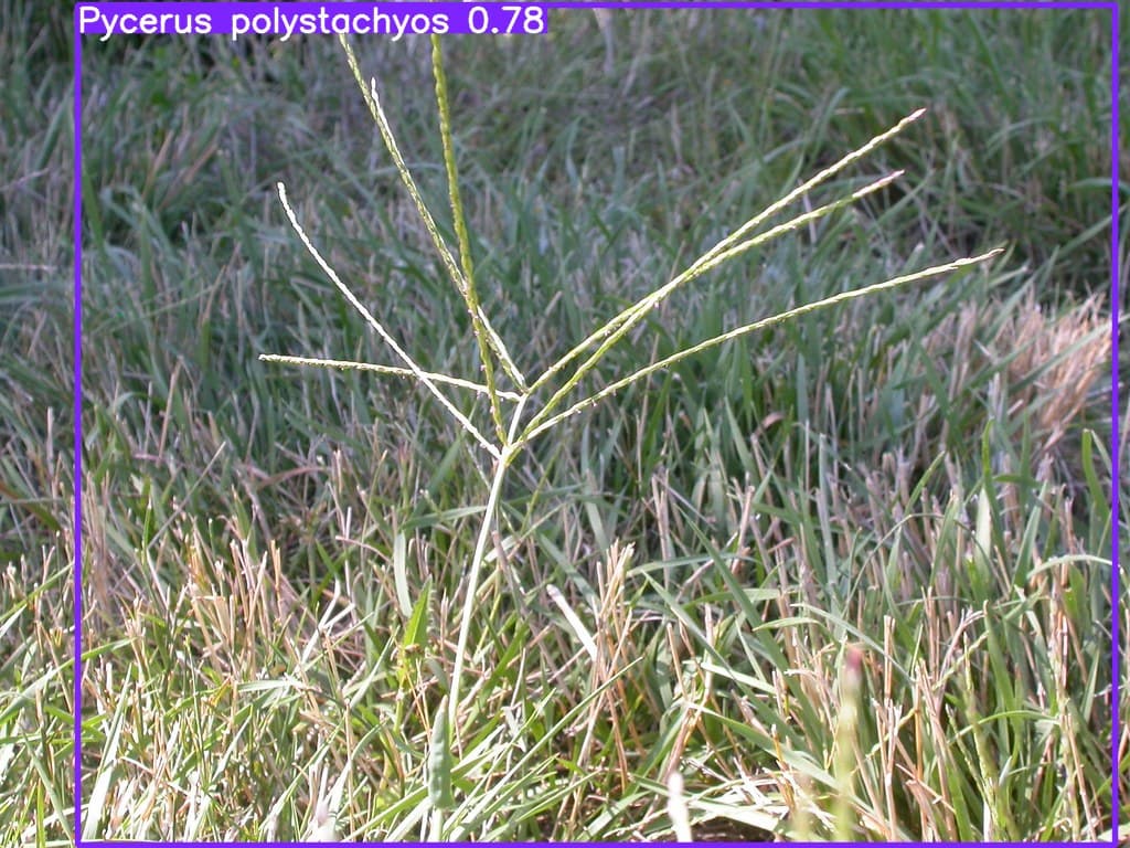 weed-detection-yolov8
