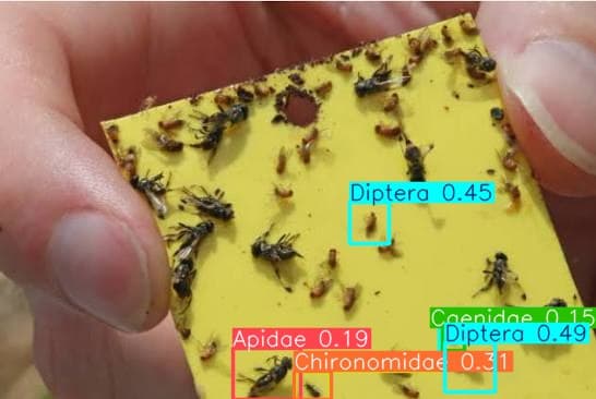 Yolov8_InsectDetect