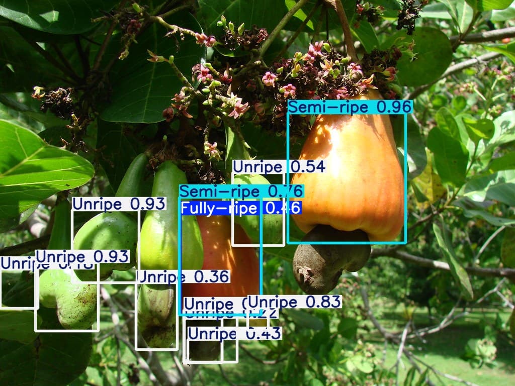 yolov8-tomato-detection