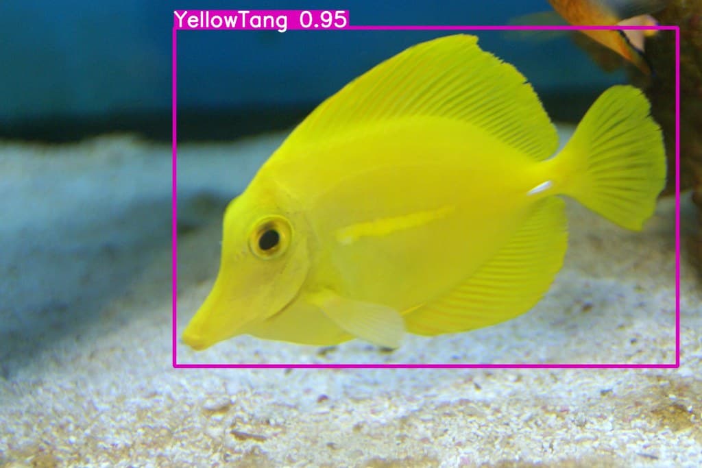underwater-fish-yolov8