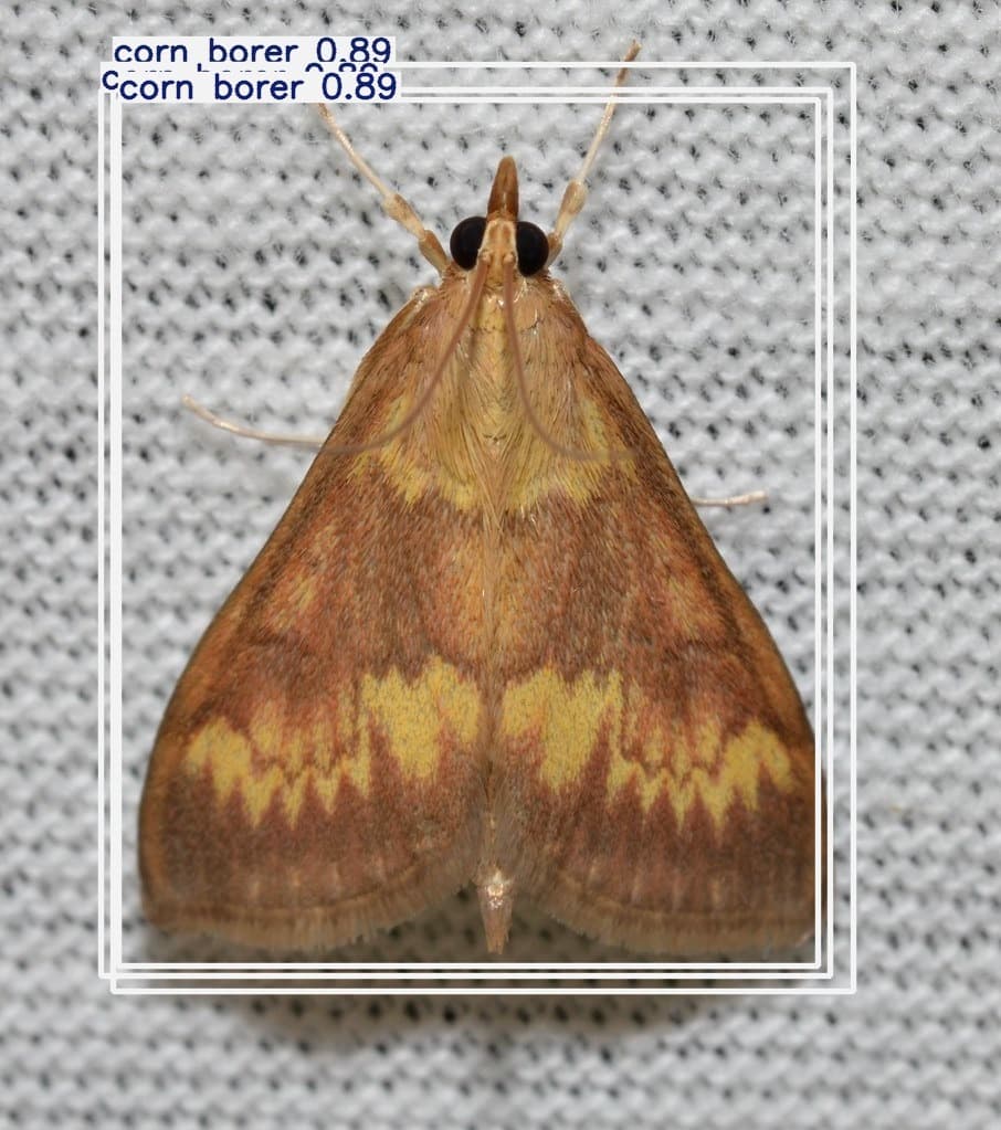 pest-detection-yolo11