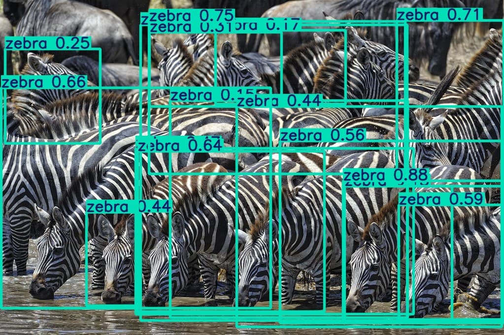 yolov11s-animal-detection