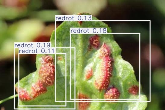 yolov8sugarcanedisease_detector