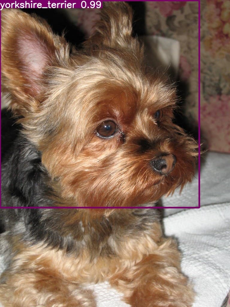 cat-and-dog-breeddetection-yolov8